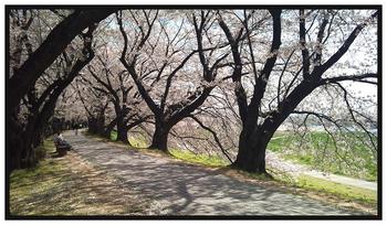 京都の桜　その1A.JPG